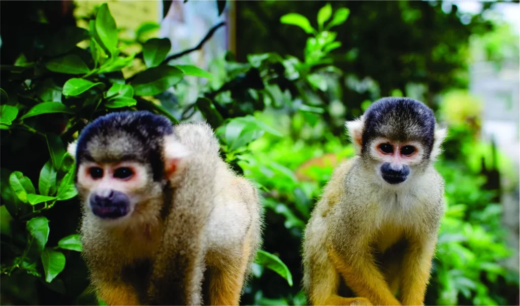 City Tour + Monkey 1